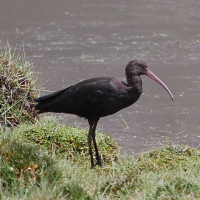 Puna Ibis
